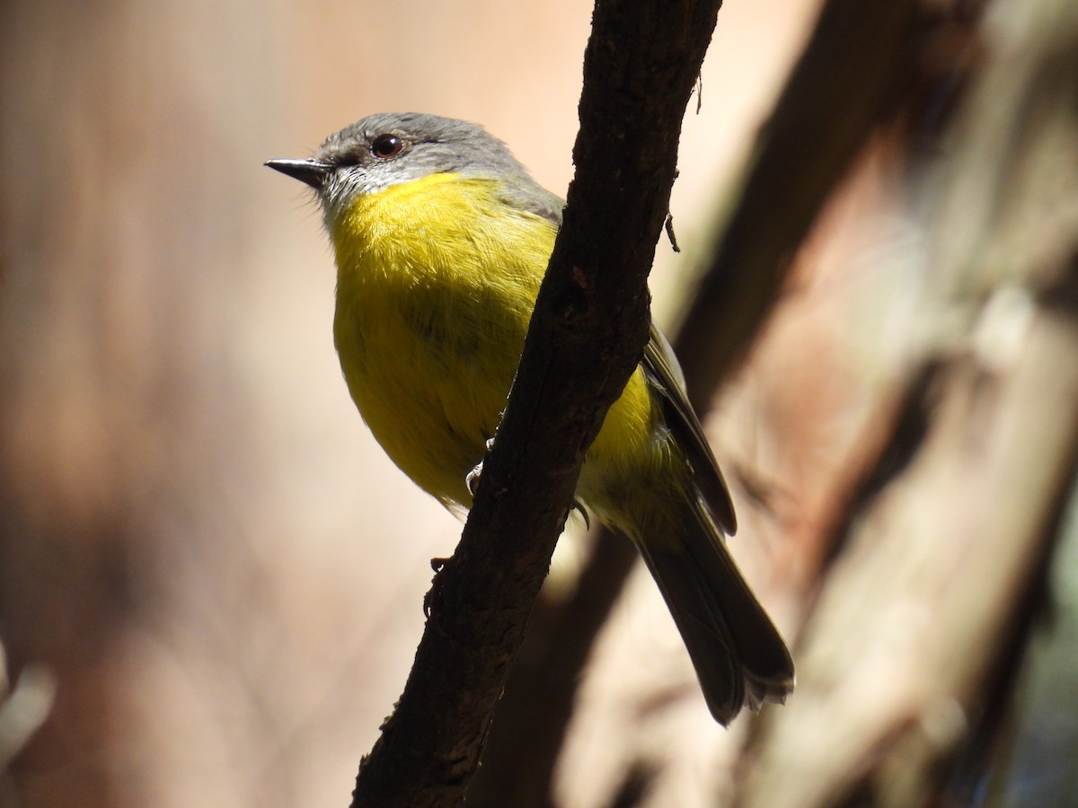 lejsčík žlutý - ML644509966