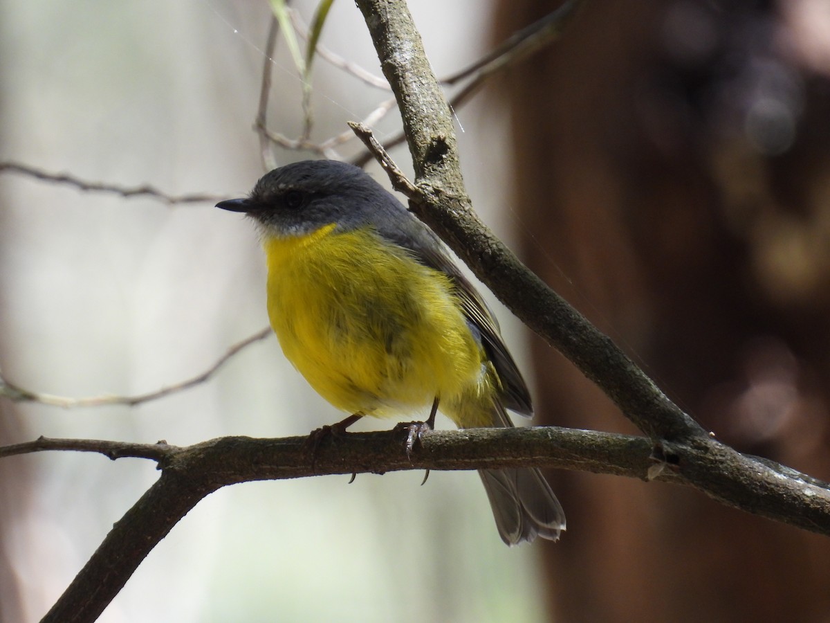 lejsčík žlutý - ML644509967