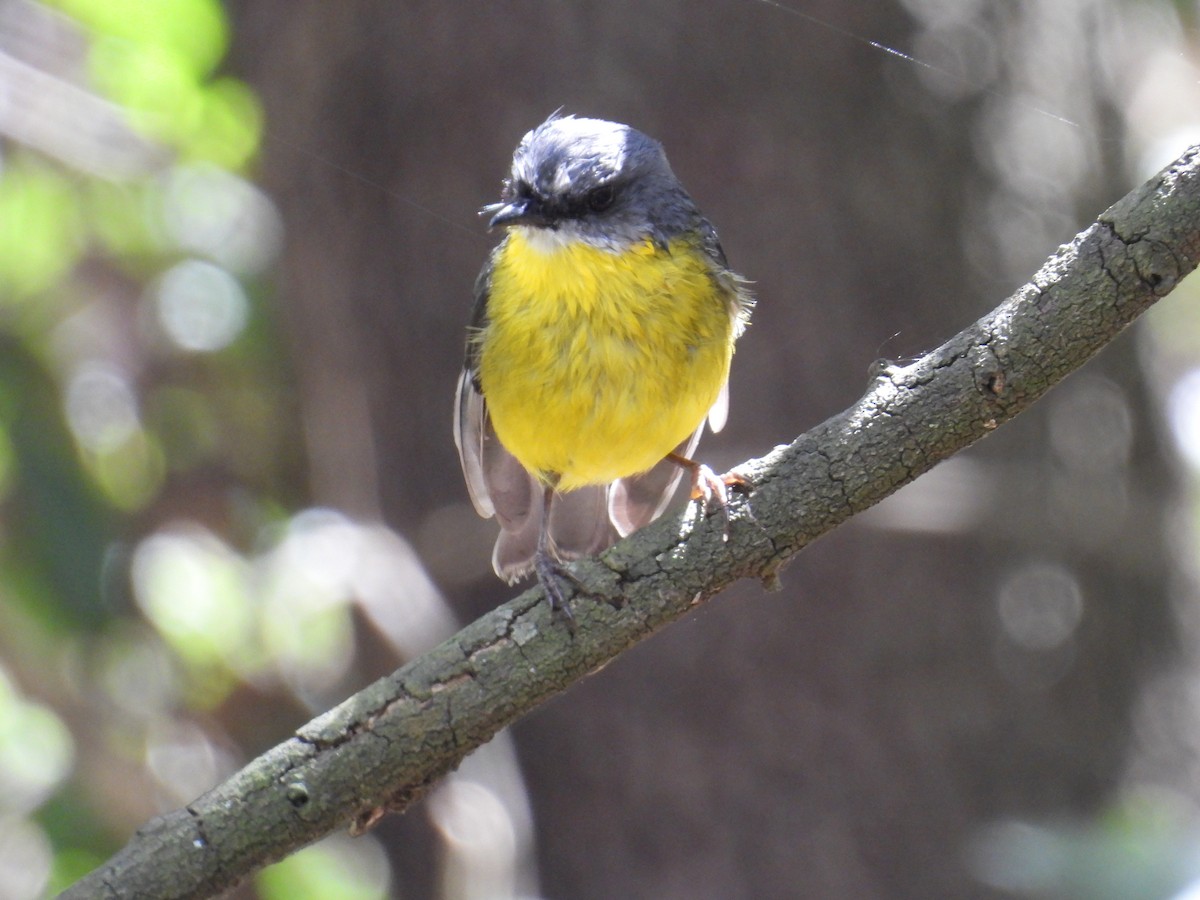 lejsčík žlutý - ML644509968