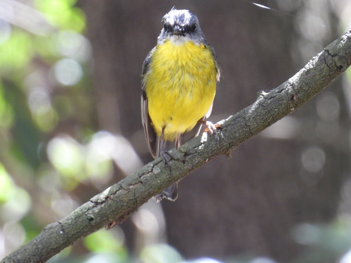 lejsčík žlutý - ML644509969