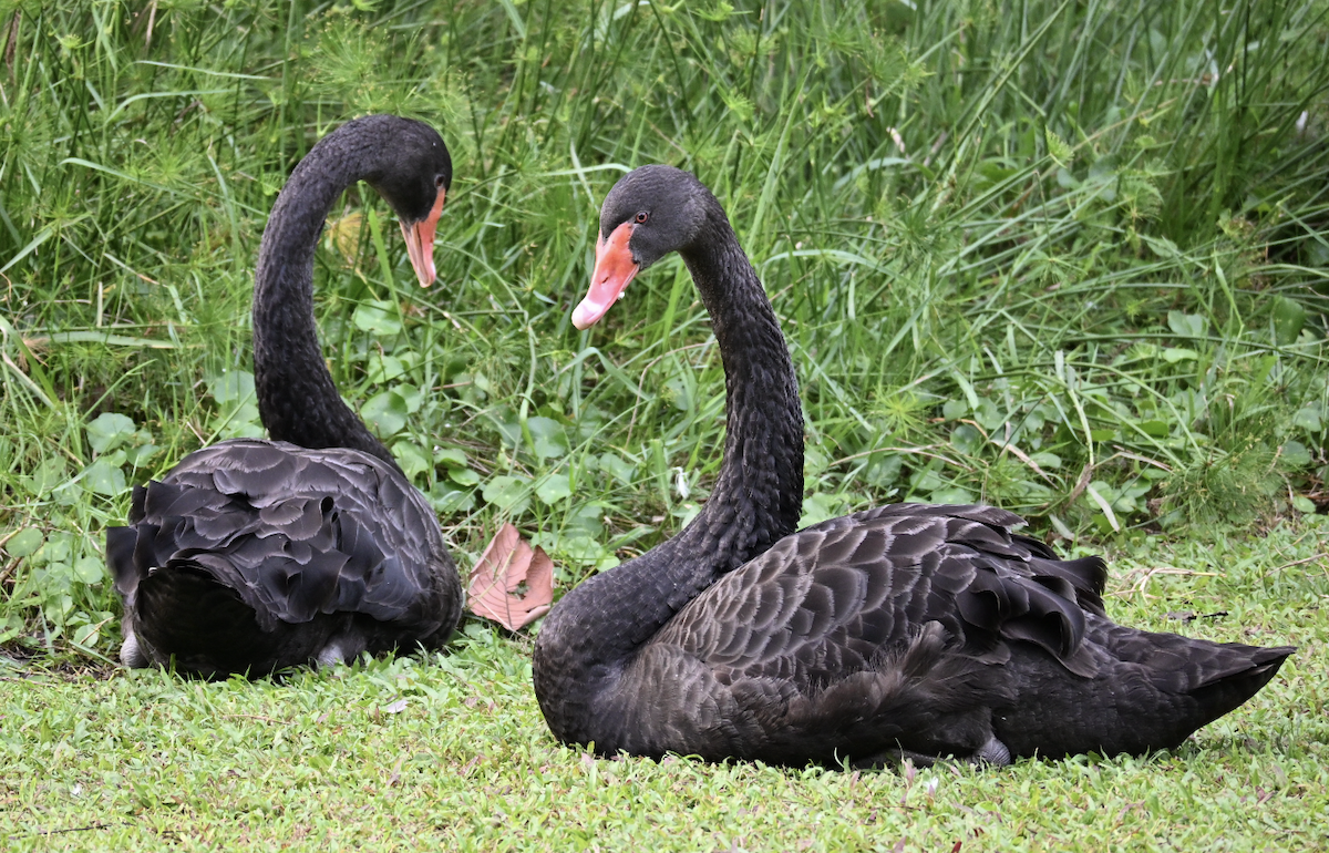 Black Swan - ML644509970
