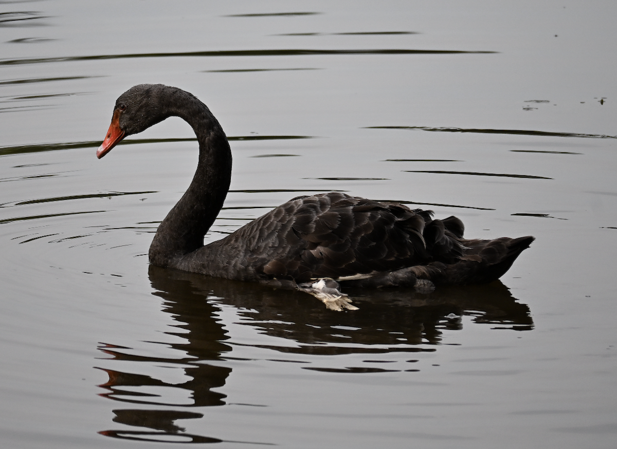 Black Swan - ML644509971