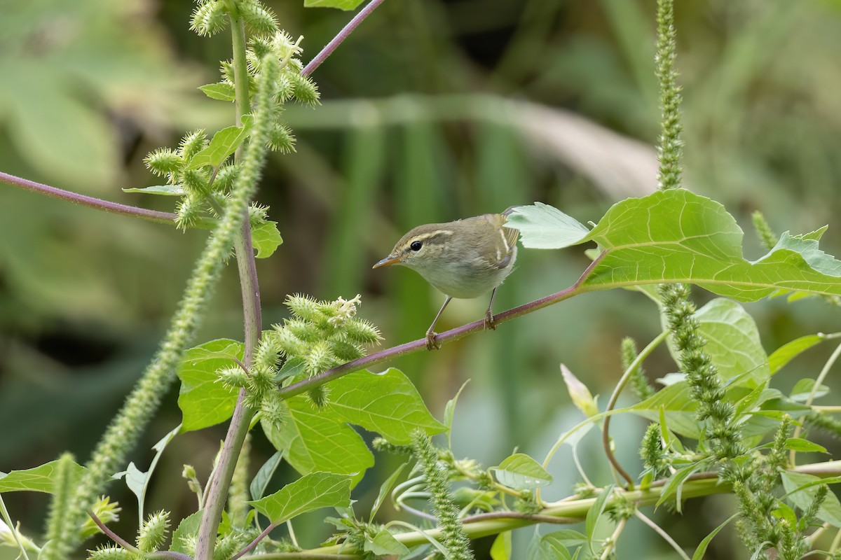 Вівчарик амурський - ML644509977