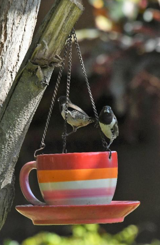 Bronze Mannikin - ML644509980