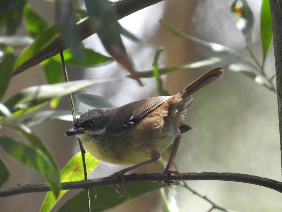 White-browed Scrubwren - ML644510006