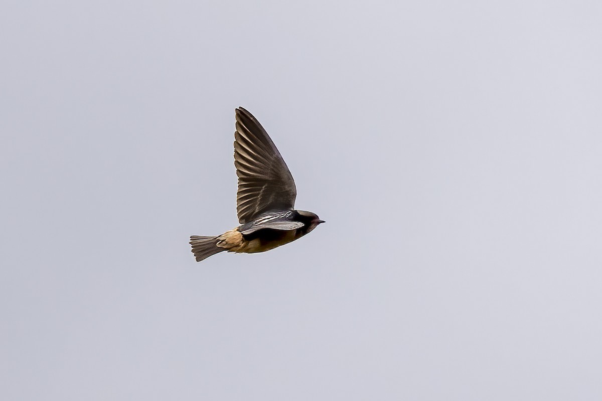 fregnesvale - ML644510010