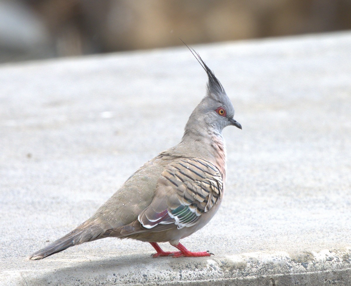 toppdue - ML644510011