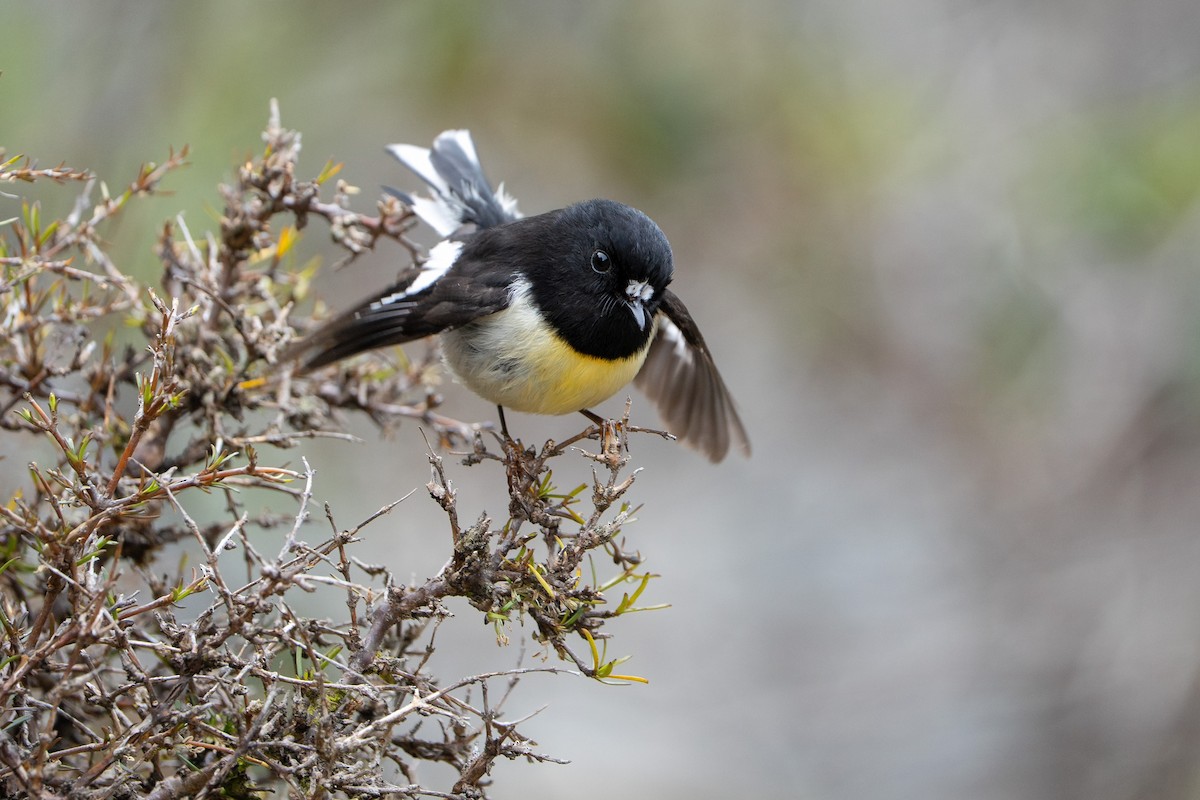 maoriflueskvett (macrocephala gr.) - ML644510012