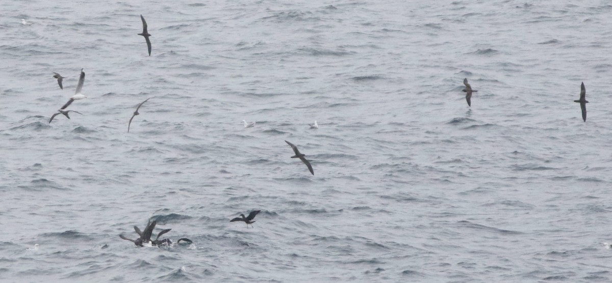 kilestjertlire - ML644510014