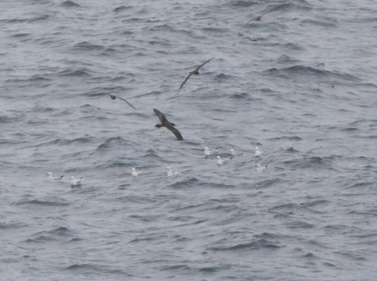 kilestjertlire - ML644510017