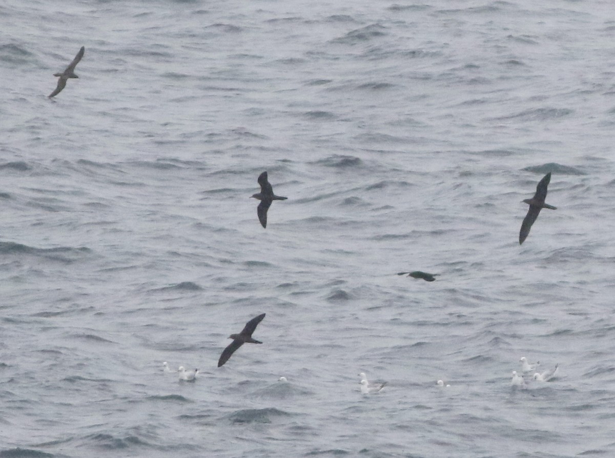 kilestjertlire - ML644510019