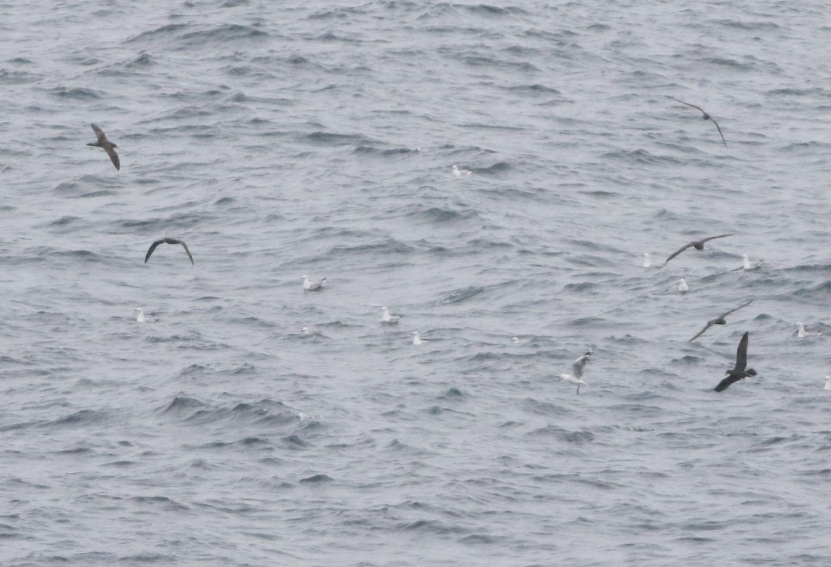 kilestjertlire - ML644510020