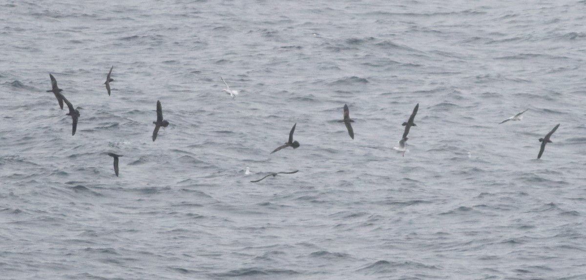 kilestjertlire - ML644510021