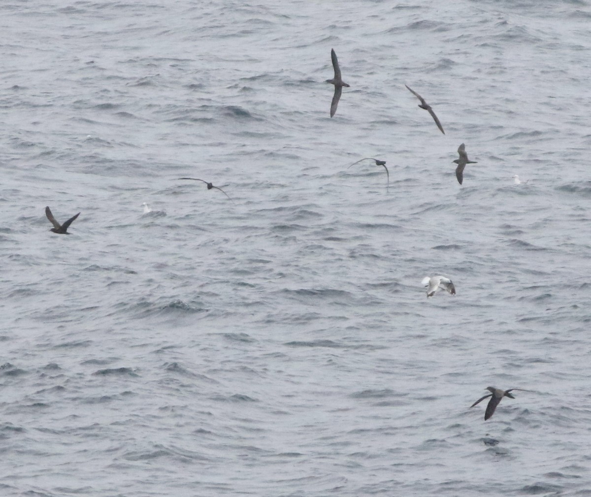 kilestjertlire - ML644510022