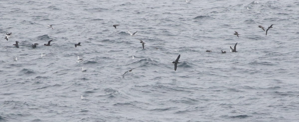 kilestjertlire - ML644510023