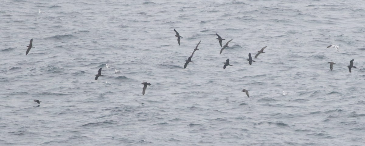 kilestjertlire - ML644510024