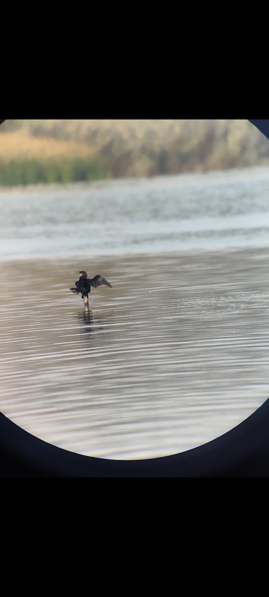 Cormorán Pigmeo - ML644510026