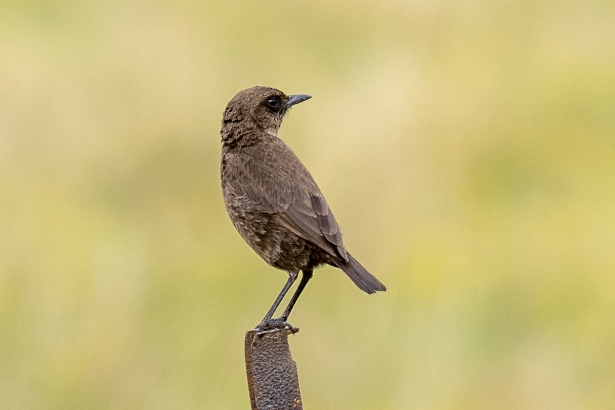 maurskvett - ML644510028