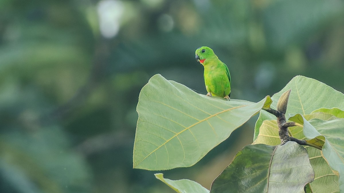 blåissehengepapitt - ML644510029