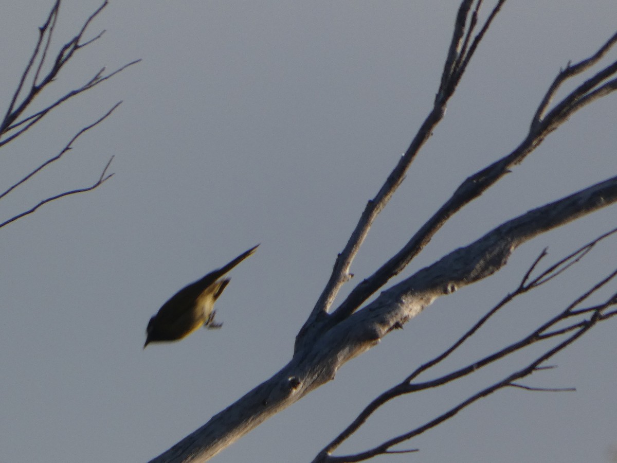 hvitørehonningeter - ML644510031