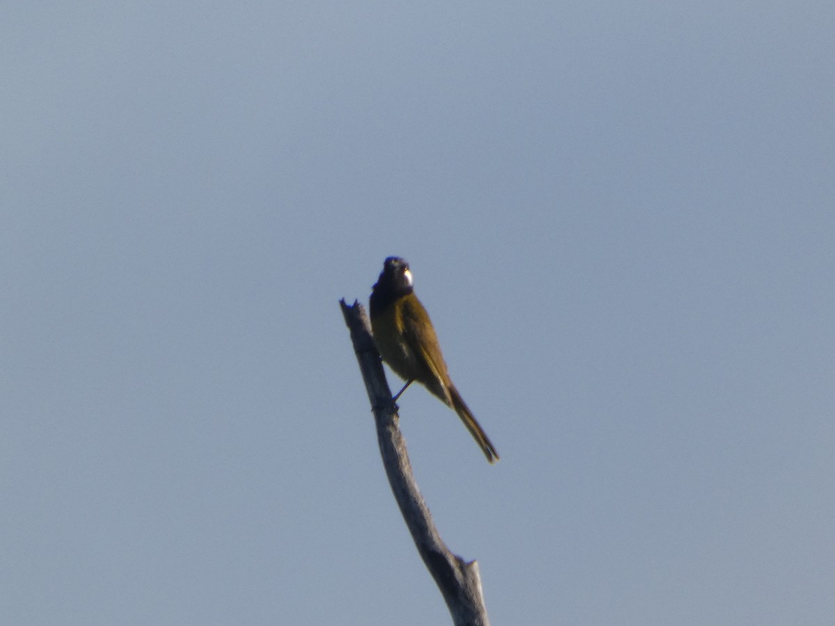 hvitørehonningeter - ML644510034