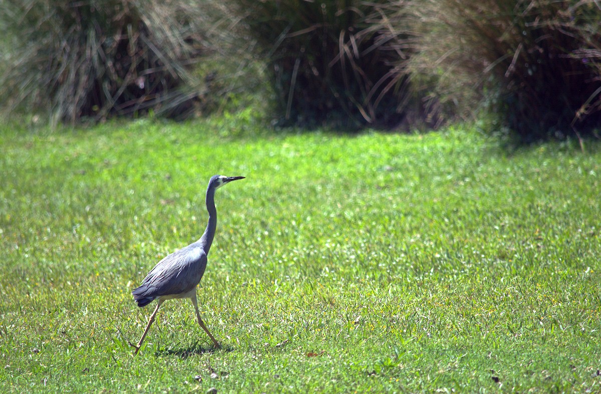 hvitmaskehegre - ML644510036