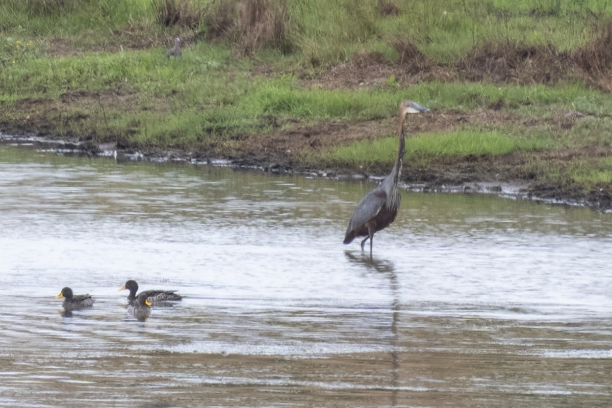 goliathegre - ML644510038