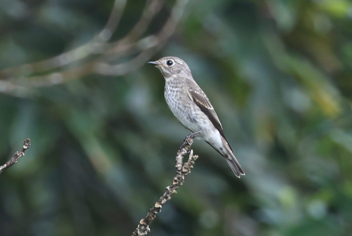 gråstripefluesnapper - ML644510039