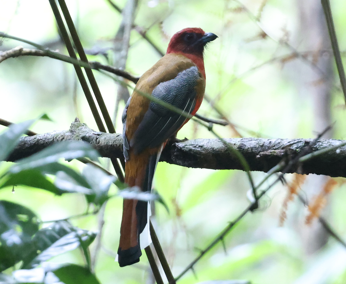 Красноголовый трогон - ML644510042