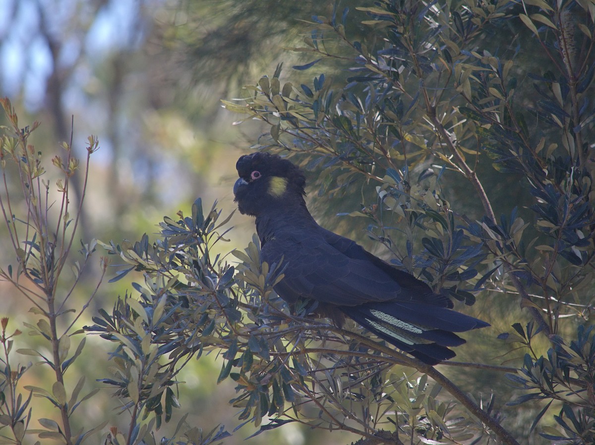 キイロオクロオウム - ML644510054