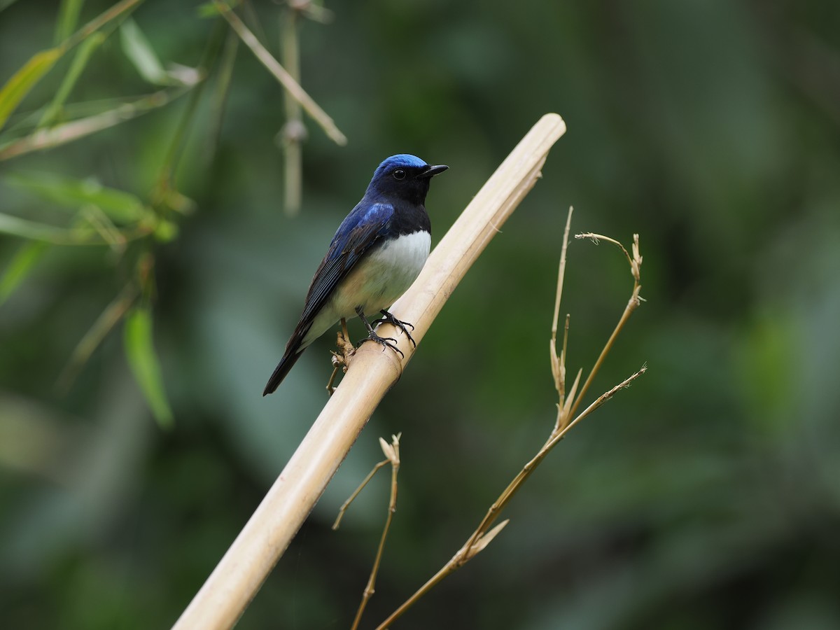 Blue-and-white Flycatcher - ML644510067