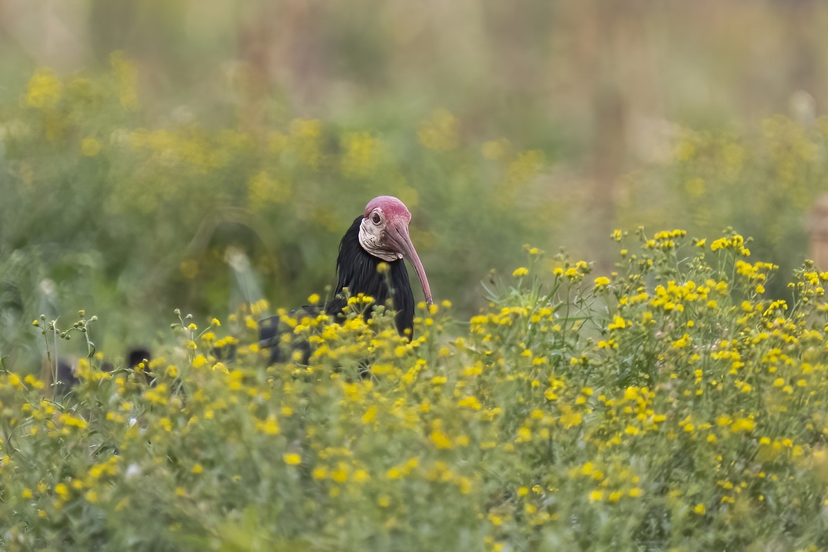 Southern Bald Ibis - ML644510072