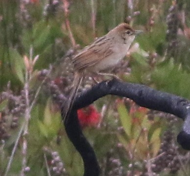 ズアカオオセッカ - ML644510073