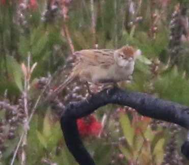 ズアカオオセッカ - ML644510074