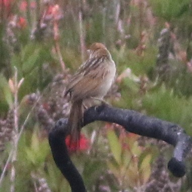 ズアカオオセッカ - ML644510075