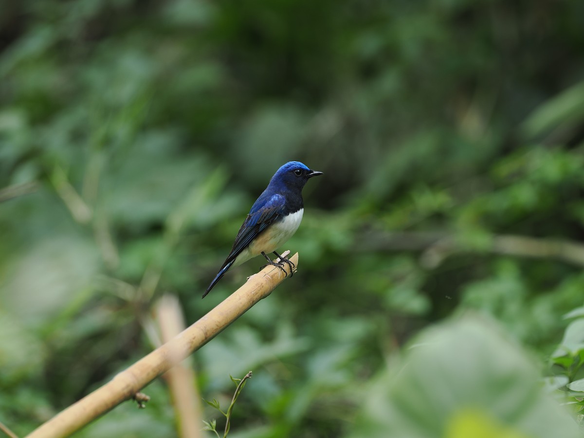 Blue-and-white Flycatcher - ML644510076
