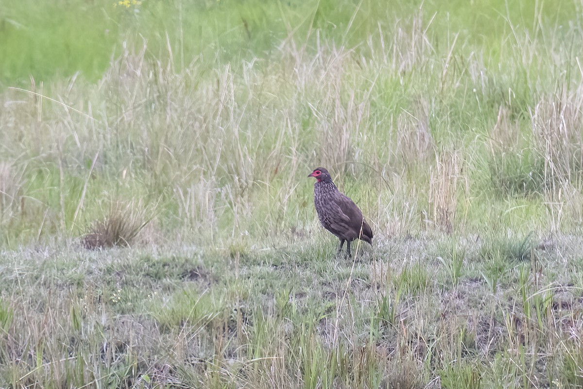 Dere Turacı - ML644510091