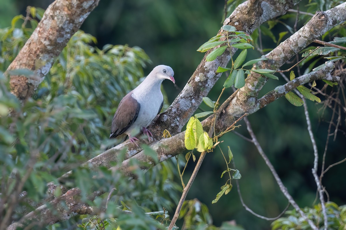 Mountain Imperial-Pigeon - ML644510093