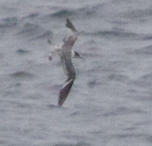 hinduterne - ML644510095