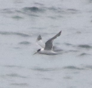 hinduterne - ML644510096