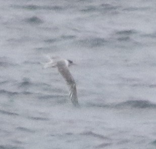 hinduterne - ML644510097