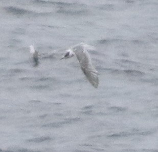 hinduterne - ML644510098