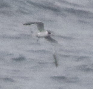 hinduterne - ML644510099