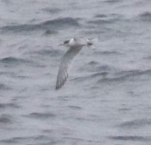 hinduterne - ML644510100