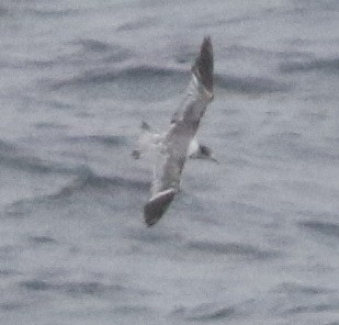 hinduterne - ML644510101