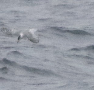 hinduterne - ML644510102