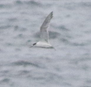 hinduterne - ML644510103