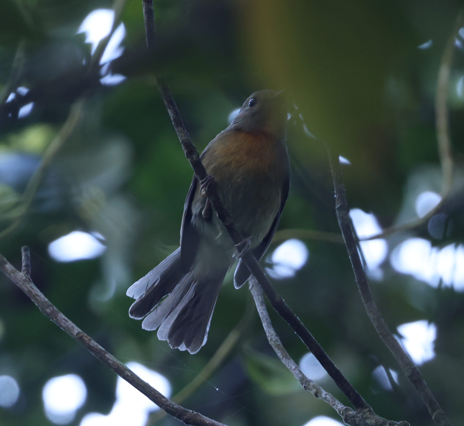 Hainan Blue Flycatcher - ML644510104