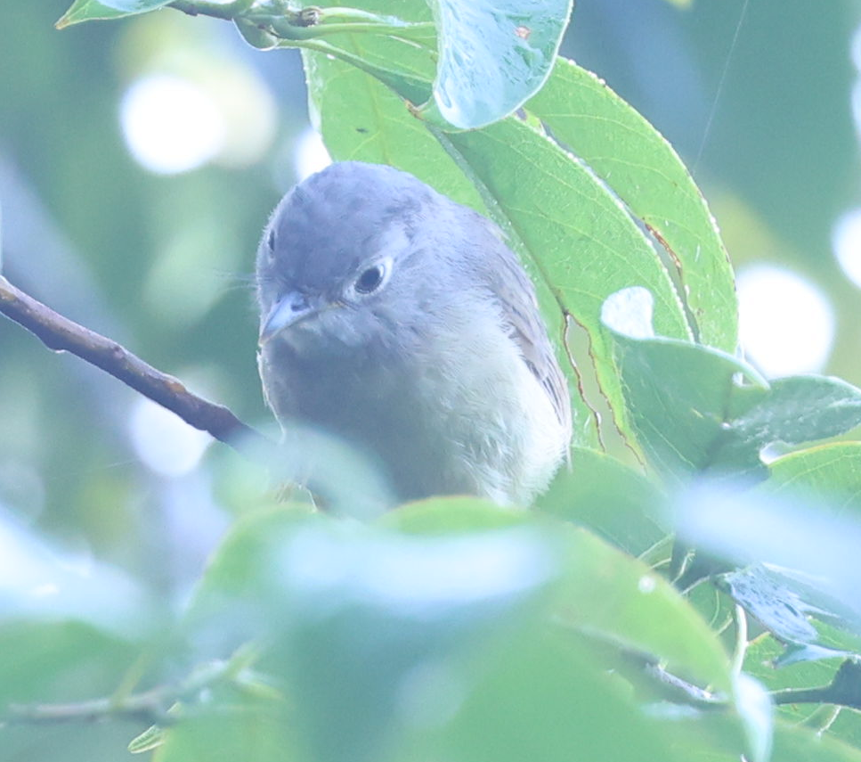 Huet's Fulvetta - ML644510105
