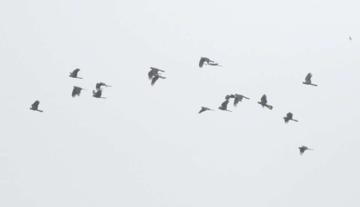 キイロオクロオウム - ML644510107